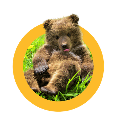 Bear cub decoration
